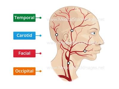 Ateries of the head and neck