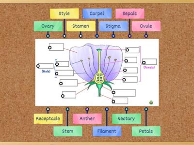 Flower Structure (insect pollinated)