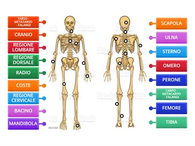 Lo scheletro: le ossa
