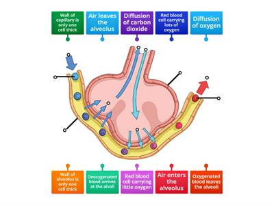 Diffusion in an alveolus - labelled diagram