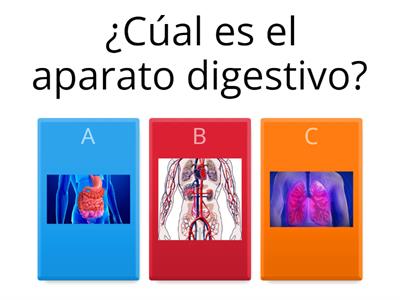 APARATO DIGESTIVO-ANATOMÍAcc