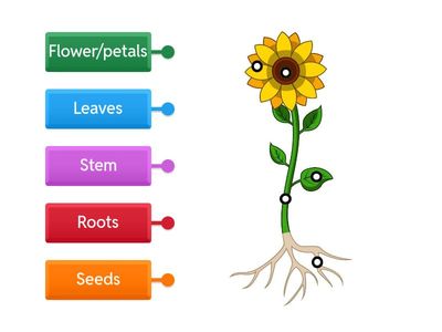 Horticulture - Labelling a Plant