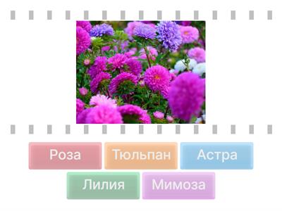 цветы для 2 класса