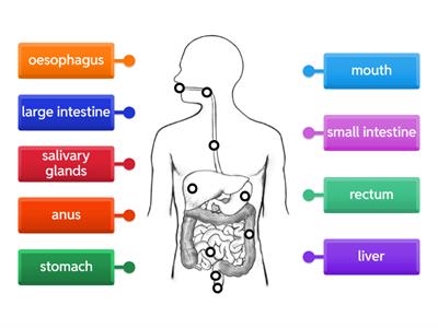 Label the Digestive System