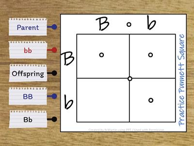 Practice Punnett Square #1