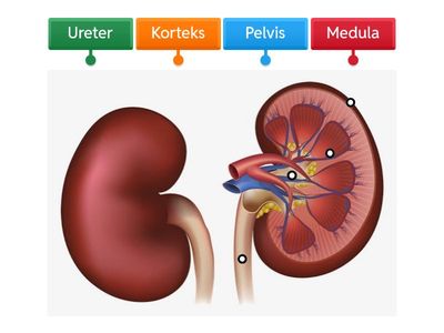 Iris Melintang Ginjal