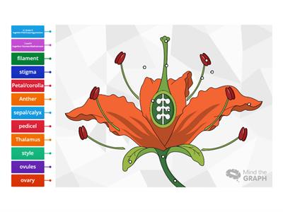 structure of typical flower