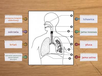 Układ oddechowy (obrazek, słownictwo)