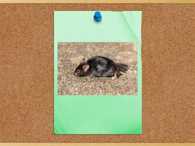 Revision - One, Two, Three Animals