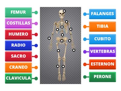 ESQUELERO HUMANO