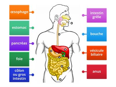 Le système digestif - schéma