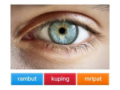 Bahasa Jawa Perangane Awak