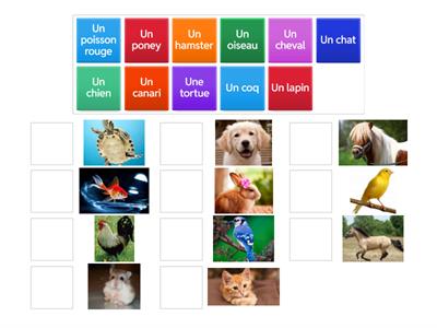 Les animaux de compagnie