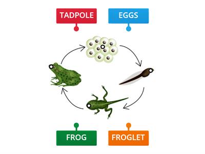 FROG LIFE CYCLE