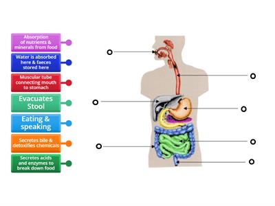 Functions of the Digestive System