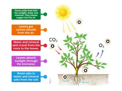 4 - Photosynthesis