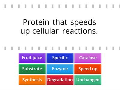 Enzyme action (N4) - find the match quiz