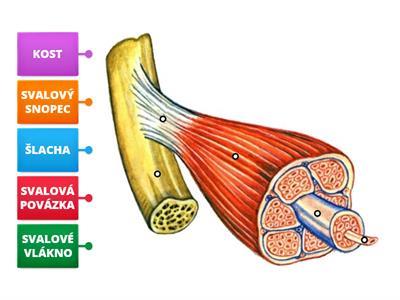 Př-9 SVALOVÁ SOUSTAVA (stavba kosterního svalu)