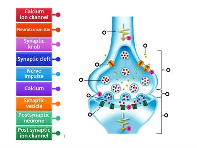 Synaptic transmission