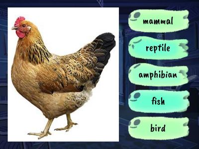 ANIMAL GROUPS - Classify animals