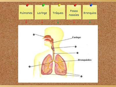 Sistema Respiratorio