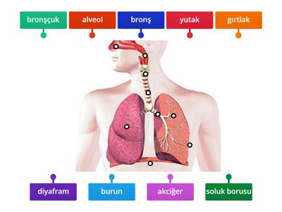 6. Sınıf Solunum Sistemi 