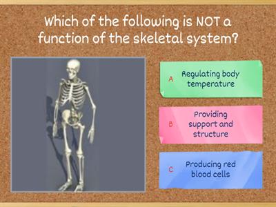 The Skeletal System