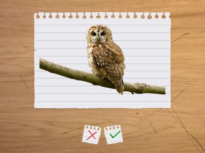 Prime Time 2 VOC BANK2