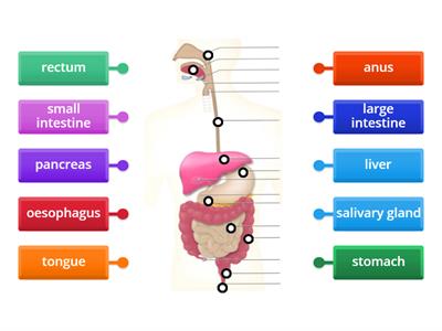 Digestive system  