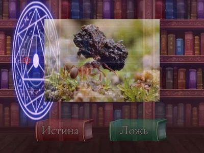 2# 8+ Правда или ложь 