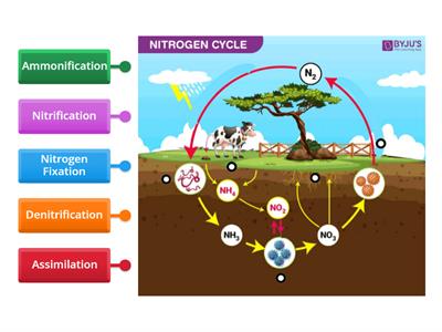 Nitrogen Cycle