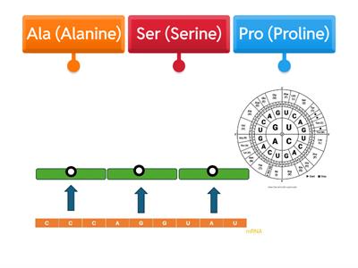 mRNA Decoding #2