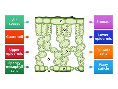 Cross Section of a Leaf to label