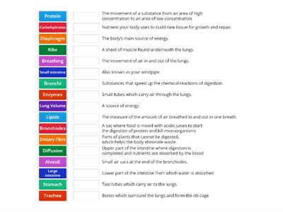 KS4 Digestion & Respiration Keyword Match Up