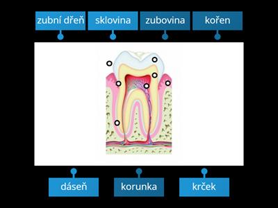 Stavba zubu - 5. třída