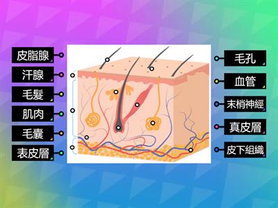 南一國中健體1上ch2-1皮膚組織示意圖