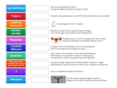 Game Reproduksi pada manusia