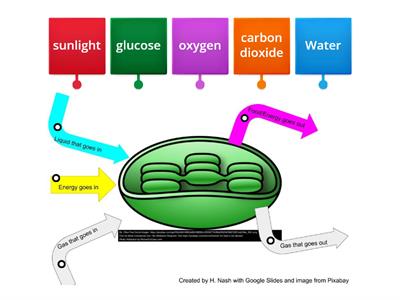 Photosynthesis Review