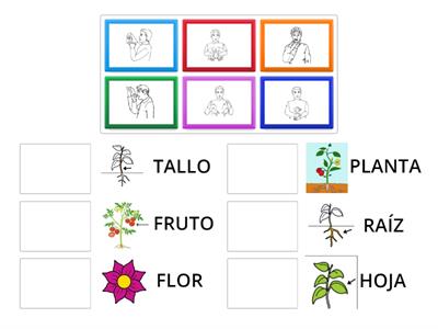 PARTES DE LA PLANTA