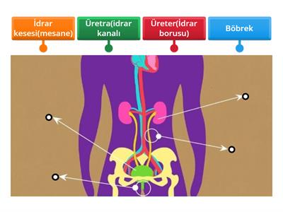 Boşaltım sistemi organları