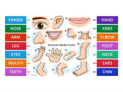 UNIT 5: Body Parts - Vocabulary