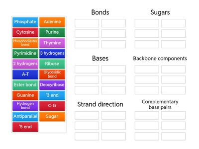 AS Biology – DNA Structure Group Sort