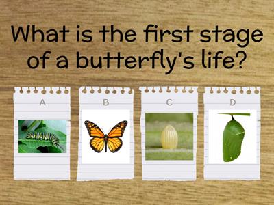 butterfly life cycle