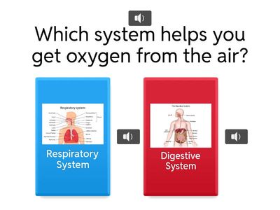 Generation Genius: Body Systems Quiz