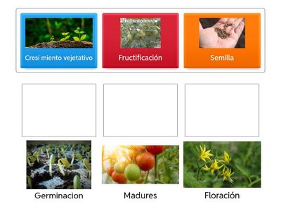 Reconoser etapas de desarrollo dela planta 