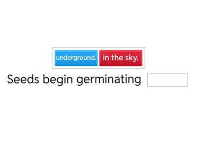 Life Cycle of a Plant