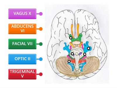 CRANIAL NERVES