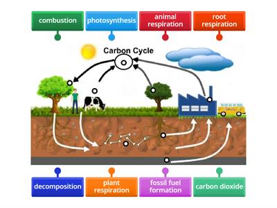 Carbon Cycle Diagram