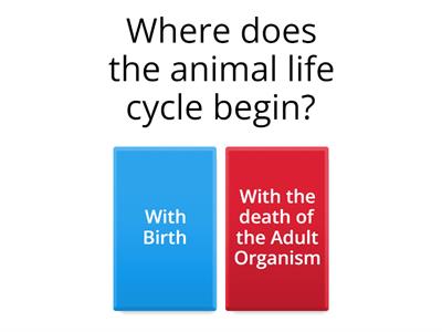 Life Cycles
