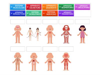 Corpo umano - sistemi  e apparati